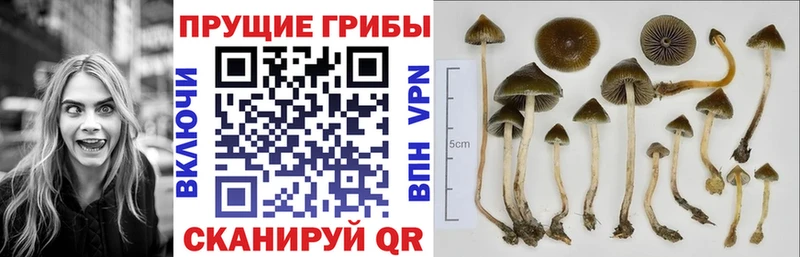 Псилоцибиновые грибы мицелий  Мостовской 